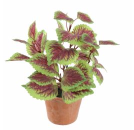 PERILLA PLANT 23CM GREEN RED