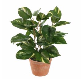 POTHOS PLANT 30CM POTHOS