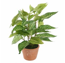 ZEBRA PLANT 30CM ZEBRA