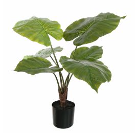 ALOCASIA PLANT 65CM GREEN