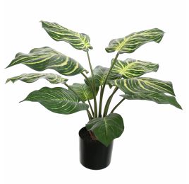 ZEBRA PLANT 50CM GREEN