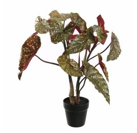 SPOTTED BEGONIA 60CM GREEN