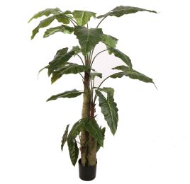 ALOCASIA PLANT 180CM GREEN