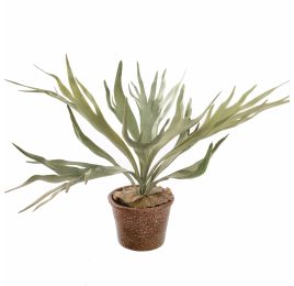 STAGHORN IN POT 30CM GREEN
