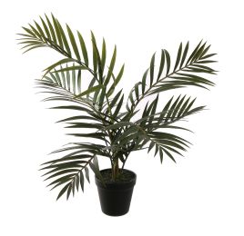 ARECA PALM IN POT 55CM GREEN