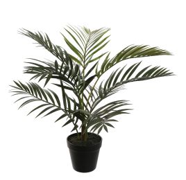 ARECA PALM IN POT 55CM GREEN