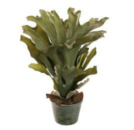 STAGHORN IN POT 45CM GREEN