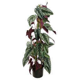 CISSUS CLIMBING PLANT 90CM GREEN
