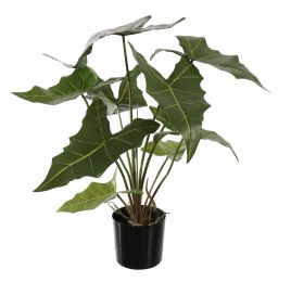 ALOCASIA 60CM GREEN