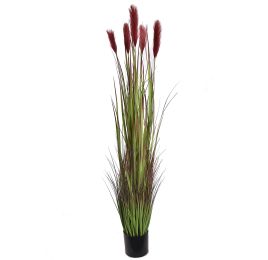 PAMPAS GRASS 180CM BURGUNDY