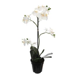 ORCHID X 4 67CM IN POT CREAM