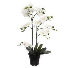 ORCHID X 7 IN POT 76CM CREAM