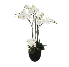 ORCHID X 10 ON SOIL BASE 86CM CREAM