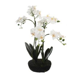 ORCHID X 6 ON ROUND FLAT SOIL BASE 62CM CREAM