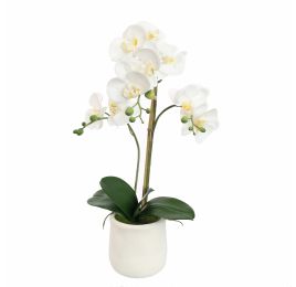ORCHID X2 IN POT 55CM WHITE
