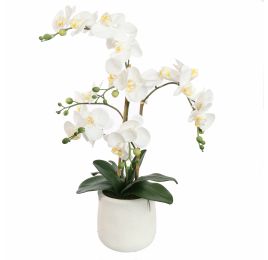 ORCHID X3 IN POT 62CM WHITE