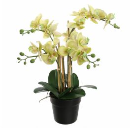 ORCHID X5 IN POT 55CM GREEN