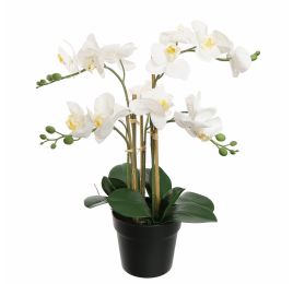 ORCHID X5 IN POT 55CM WHITE