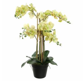 ORCHID X9 IN POT 75CM GREEN
