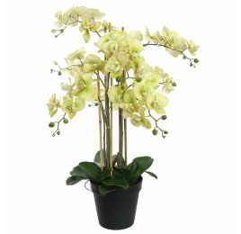ORCHID X8 IN POT 90CM GREEN