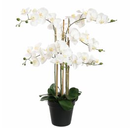 ORCHID X8 IN POT 90CM WHITE