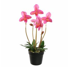 SLIPPER ORCHID IN POT 55CM BEAUTY