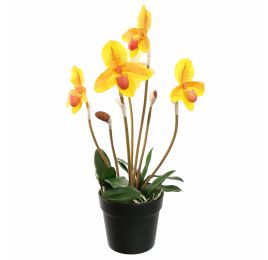 SLIPPER ORCHID IN POT 55CM YELLOW