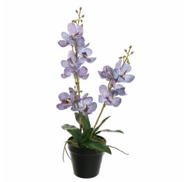 VANDA IN POT 50CM BLUE
