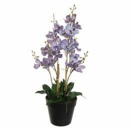 VANDA IN POT 60CM BLUE