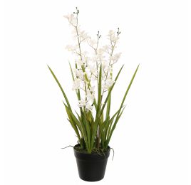 MINI CYMBIDIUM IN POT 75CM WHITE