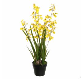 ONCIDIUM IN POT 80CM YELLOW