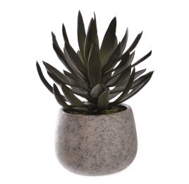 AGAVE IN POT 23CM GREEN