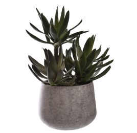 AGAVE X3 IN POT 33CM GREEN