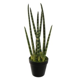 SANSEVERIA IN POT 45CM GREEN
