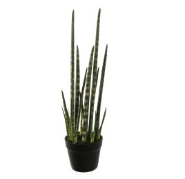 SANSEVERIA IN POT 65CM GREEN