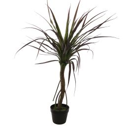DRACEANA PALM IN POT 90CM GREEN