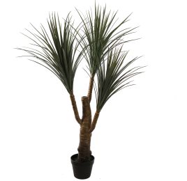 DRACEANA X3 IN POT 120CM GREEN
