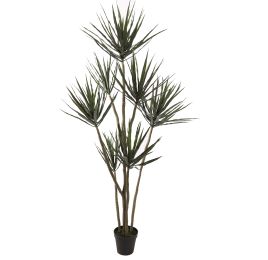 YUCCA PLANT 210CM GREEN