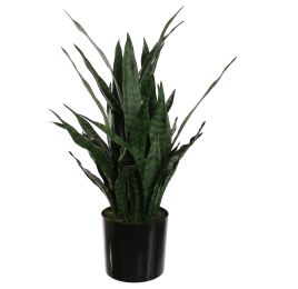 SANSEVERIA IN POT 80CM GREEN
