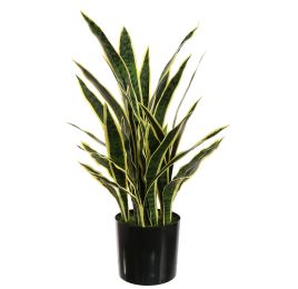 SANSEVERIA IN POT 80CM GREEN YELLOW