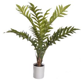 FOOT FERN PLANT IN POT 70CM GREEN