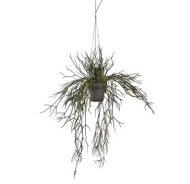 HANGING RHIPSALIS IN POT 60CM GREEN