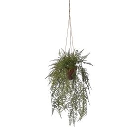 HANGING ASPARAGUS IN POT 45CM GREEN