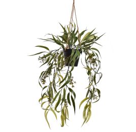 WEEPING WILLOW IN POT 60CM GREEN