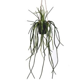 LYCOPODIACEAE HANGING IN POT 85CM GREEN