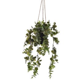 EUCALYPTUS HANGING IN POT 50CM GREEN