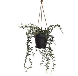 SENECIO HANGING IN POT 35CM GREEN