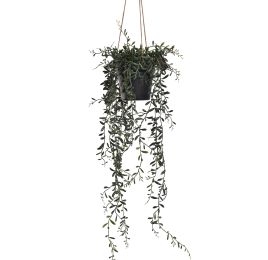 SENECIO HANGING IN POT 70CM GREEN