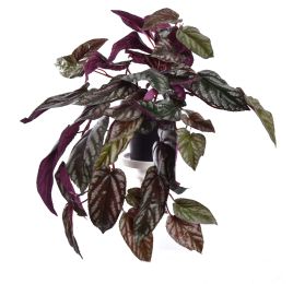 HANGING RED BACK CISSUS IN POT GREEN
