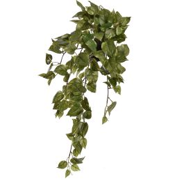 HANGING BUSH IN POT 60CM POTHOS